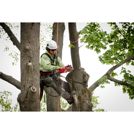 Milwaukee 3004-20 M18 FUEL™ HATCHET™ 8" Pruning Saw - Edmondson Supply